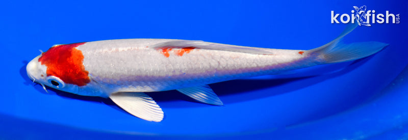 6.5" HARIWAKE