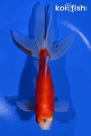 6.75" WATONAI GOLDFISH