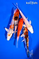PACK OF (5) 4-5" STANDARD KOI