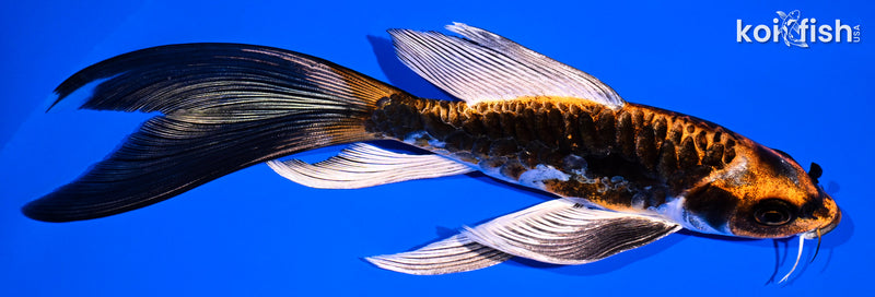 6.75" BENI KIKOKURYU BUTTERFLY