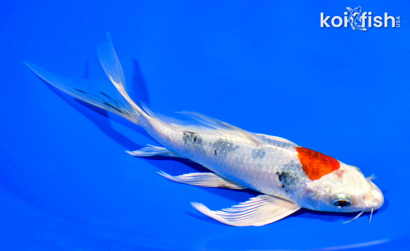 7.5" YAMATO NISHIKI BUTTERFLY