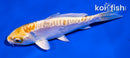 4.5" DOITSU LEMON HARIWAKE
