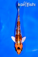 4" KUJAKU