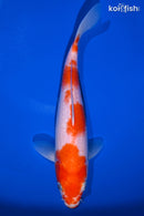 9.25" KUCHIBENI KOHAKU
