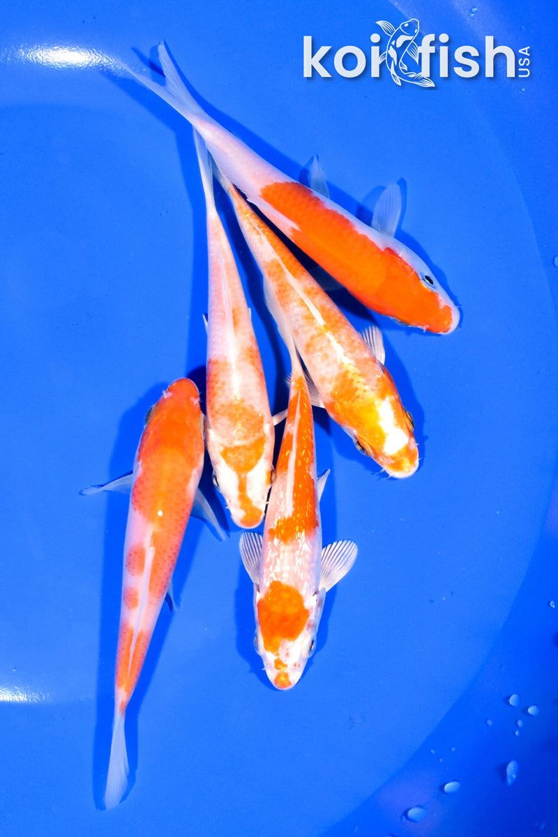 PACK OF (5) 4-4.25" STANDARD KOI