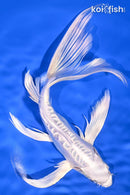8.75" DOITSU PLATINUM OGON BUTTERFLY