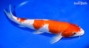 14.5" GINRIN KOHAKU