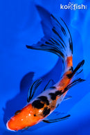 5.5" SANKE BUTTERFLY