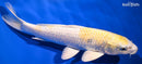 8.75" LEMON HARIWAKE