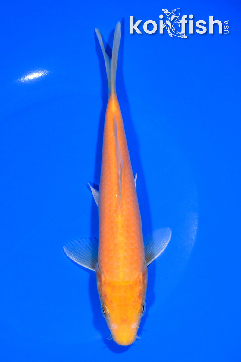 7.5" KIGOI
