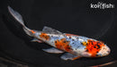 7.5" SHUBUNKIN GOLDFISH