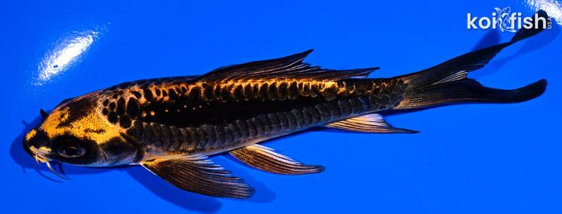 5.5" ARAGOKE BENI KIKOKURYU BUTTERFLY