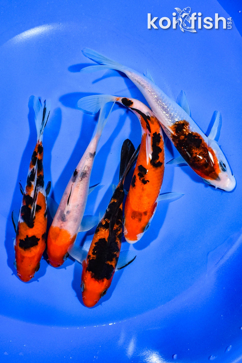PACK OF (5) 4.25"-5.75" STANDARD KOI