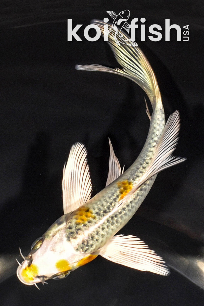 6" KUJAKU BUTTERFLY