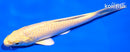 5.5" YAMABUKI OGON