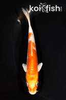5.5" KIKUSUI