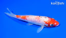 5.75" DOITSU GOSHIKI