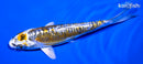 6" KIN KIKOKURYU