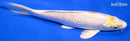 6.75" LEMON HARIWAKE