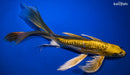 10" GINRIN KIN KIKOKURYU BUTTERFLY