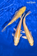 PACK OF (3) 5.5-6" YAMABUKI OGON STANDARD KOI