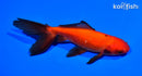 5.5" WATONAI GOLDFISH