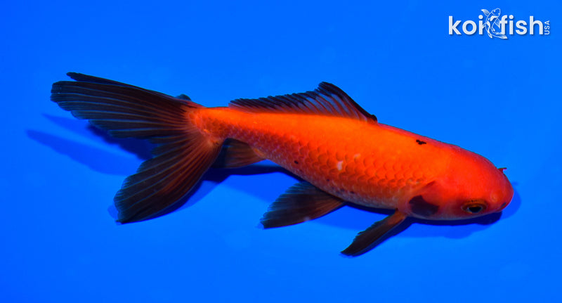 5.5" WATONAI GOLDFISH