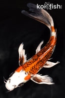 9.5" KUJAKU BUTTERFLY
