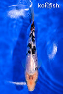 6.5" GINRIN SHIRO BEKKO