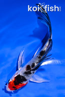 4.5" YAMATO NISHIKI BUTTERFLY