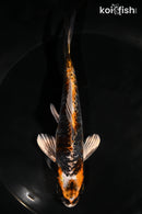 5.5" BENI KIKOKURYU