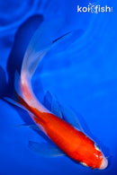 5" KOHAKU BUTTERFLY