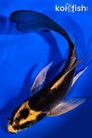 5" KIN KIKOKURYU BUTTERFLY