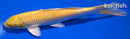 8.25" YAMABUKI OGON