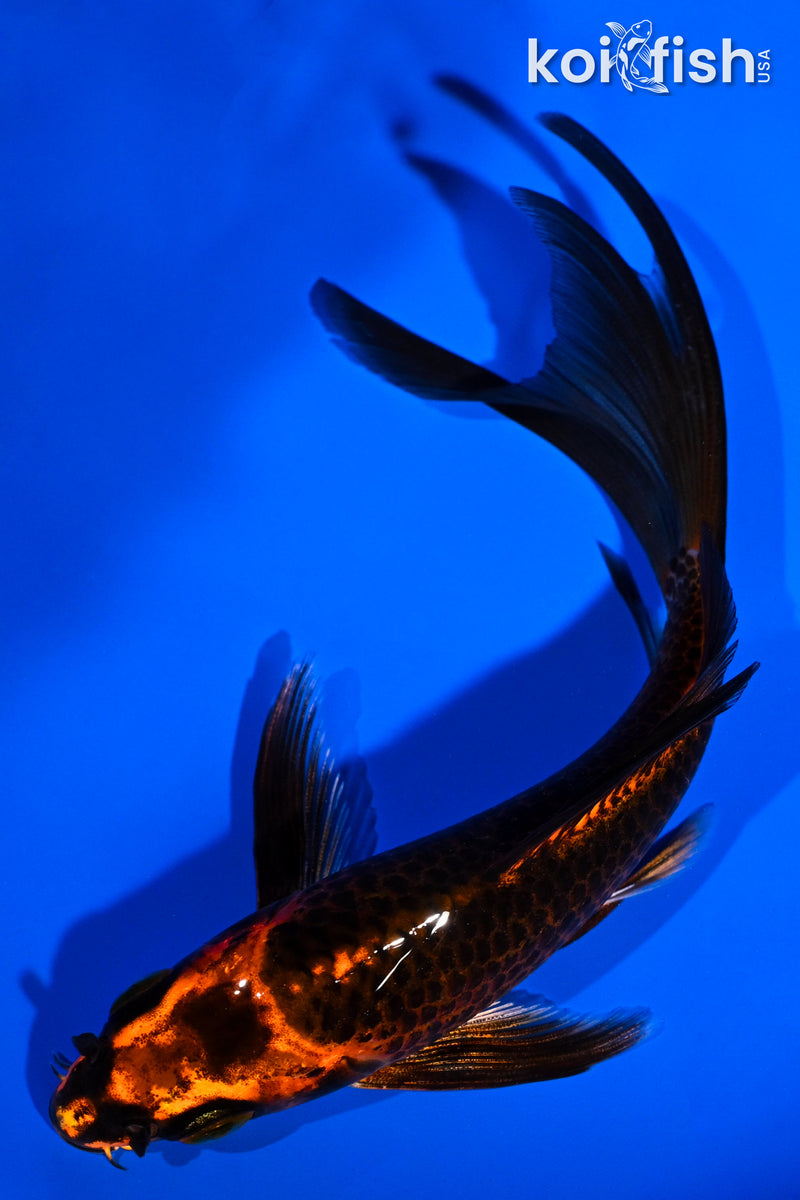 5.25" ORENJI MATSUBA BUTTERFLY
