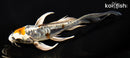 6.75" BENI KIKOKURYU BUTTERFLY