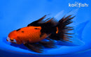 5.5"  FANTAIL GOLDFISH
