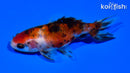 3.75" CALICO WAKIN GOLDFISH