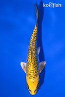 5.25" GINRIN DOITSU KUJAKU