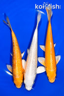 PACK OF (3) 6.75-7" STANDARD KOI