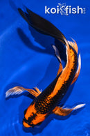 9.25" ORENJI MATSUBA BUTTERFLY