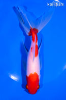 6.75" SARASA WATONAI GOLDFISH