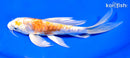 7.25" ARAGOKE KIKUSUI BUTTERFLY