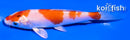 4.5" HARIWAKE
