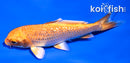 4.5" GINRIN ORENJI OGON