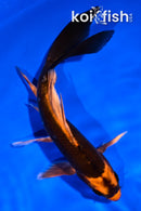 6" KABUTO BUTTERFLY
