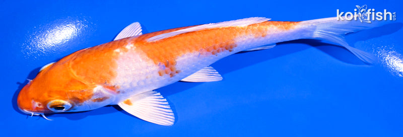 5.5" HARIWAKE