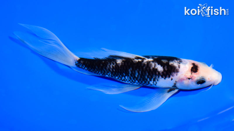 7.5" MATSUKAWABAKE BUTTERFLY