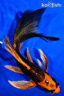 5.5" ORENJI MATSUBA BUTTERFLY