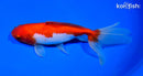 6.25" SARASA WATONAI GOLDFISH